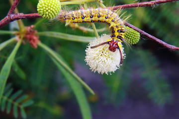 Yellow worms on flowers leaves in the garden