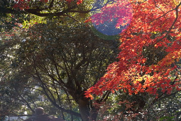 紅葉