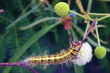 Yellow worms on flowers leaves in the garden