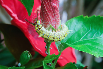 Yellow worms on flowers leaves in the garden