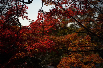 紅葉