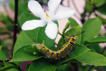 Yellow worms on flowers leaves in the garden