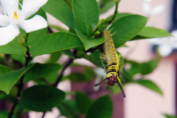 Yellow worms on flowers leaves in the garden