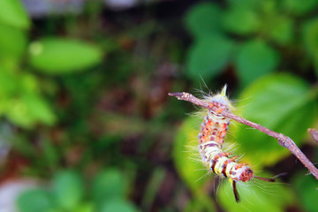 Yellow worms on flowers leaves in the garden