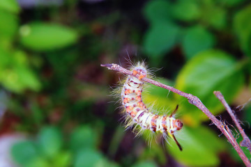 Yellow worms on flowers leaves in the garden