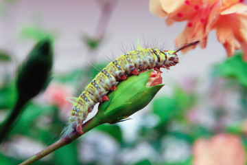 Yellow worms on flowers leaves in the garden