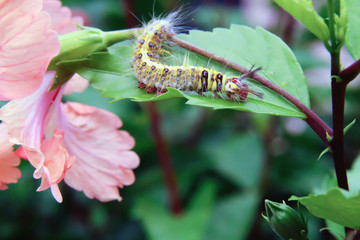 Yellow worms on flowers leaves in the garden