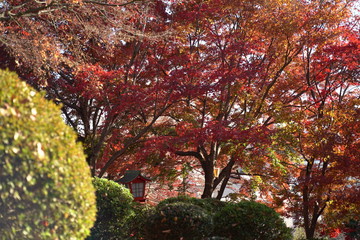 紅葉