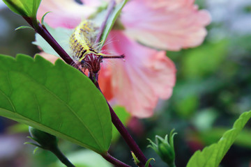 Yellow worms on flowers leaves in the garden
