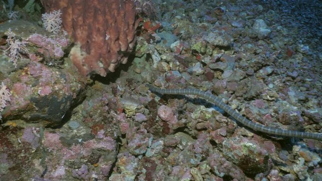 Beaked sea snake looking for prey, Indonesia