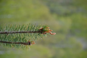 Two spruce branches with budding buds