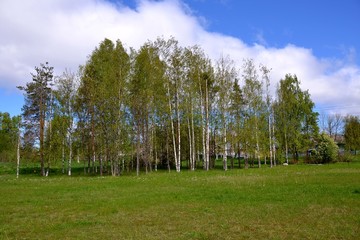 Fototapeta na wymiar Birch grove on a green glade