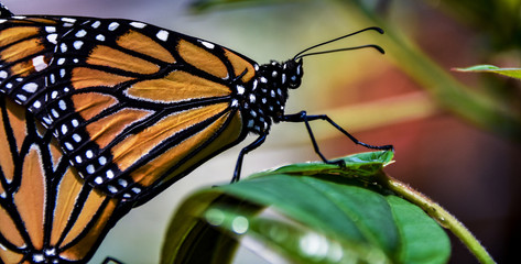 butterfly on leaf
