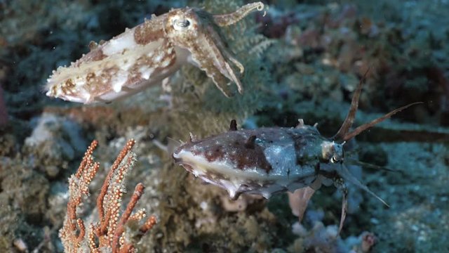 Two cuttlefishes in reef, underwater shot, Indonesia