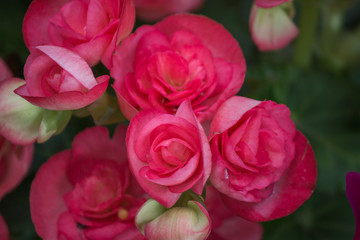 Flower winter in love 