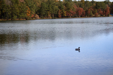 A duck gliding across the water in the fall.