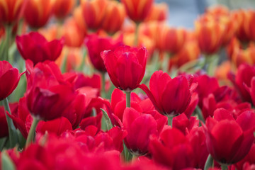 Flower winter in love 