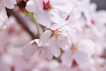 Obraz premium 桜・満開