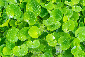 green composition with green leafs of Eichhornia Crassipes