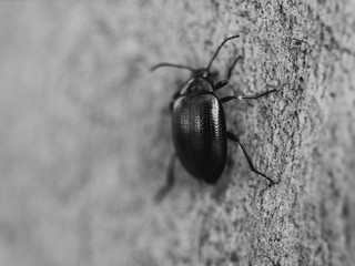 Beetle