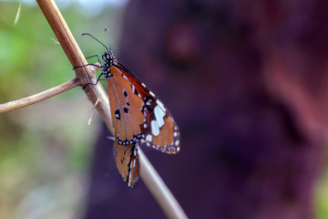 Butterflies are breeding in the garden