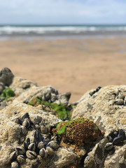 cold water coral on the beach at low tide