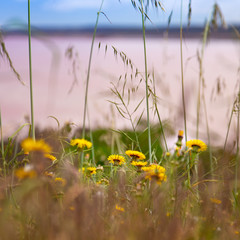 Fototapeta premium Small yellow flowers with pink lake