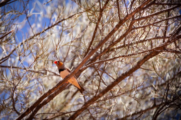 Zebra finch on a branch 1