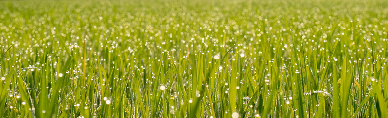 Fototapeta na wymiar Dew on the green grass,Green grass and dew in the morning.