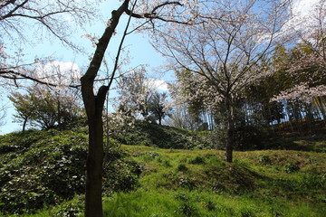 桜の咲く風景