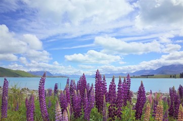 lake Tekapo and Lupine（Lupin）flower in NZ