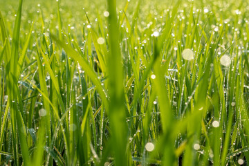 Abstract green grass nature landscape in summer sun with bokeh.