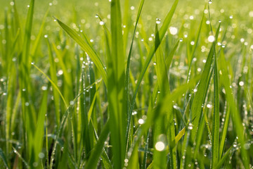Abstract green grass nature landscape in summer sun with bokeh.