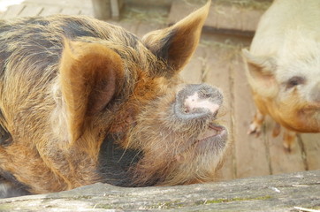 Fototapeta premium クネクネピッグ