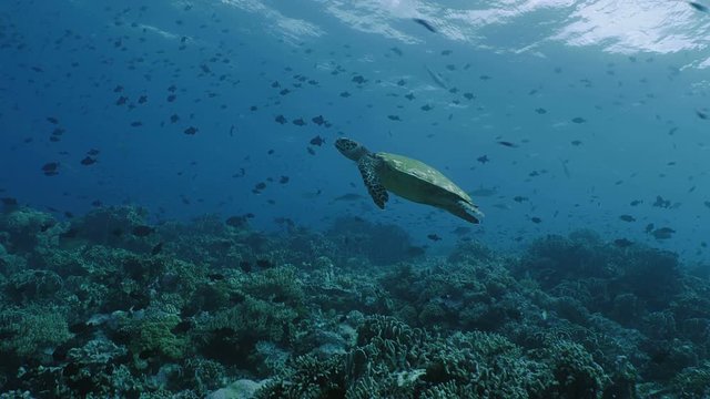 Hawksbill Sea Turtle swims over Coral reef, Indonesia
