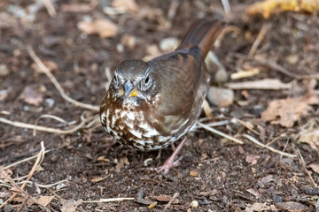 A picture of a Fox sparrow perching on the ground.    Vancouver　 BC 　Canada