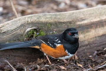 A picture of a Spotted towhee perching on the ground.    Vancouver BC Canada