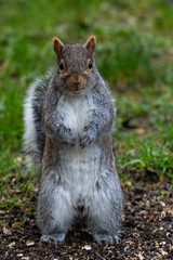 A picture of a eastern grey Squirrel standing on the ground.    Vancouver BC Canada