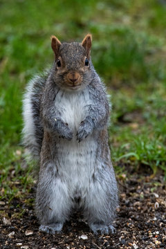 A picture of a eastern grey Squirrel standing on the ground.    Vancouver BC Canada
