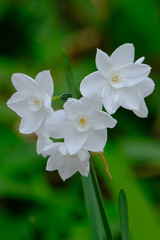 white daffodile