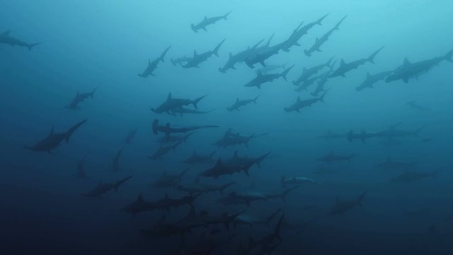 "Hammerhead Sharks" Images – Browse 6,878 Stock Photos, Vectors, and