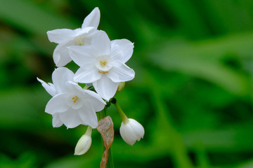 Obraz na płótnie Canvas white daffodile