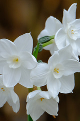Fototapeta na wymiar white daffodile