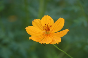 Yellow Thai Cosmos or Mexican aster flower and blur green leaves background.