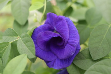 A Butterfly Pea flower and green leaves background. 