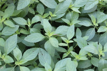 green mint leaves in front of the house