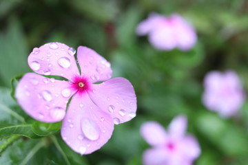 Pink flower of Madagascar Periwinkle and blur background, droplets are on the petal. Another name...