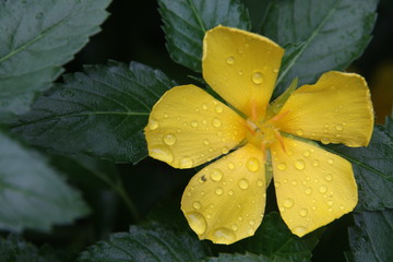 A yellow flower of Damiana and green leaves background, droplets are on yellow petals.