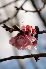 flowers of tree in spring