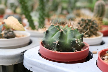 Green Gymnocalycium cactus is in red pot and blur background.